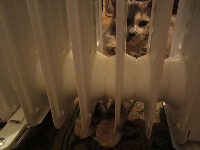 a cat warming it's paws under a space heater